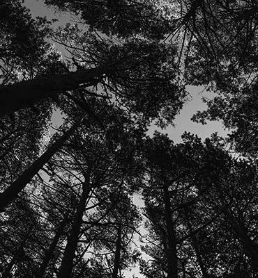 Cuidado de los bosques